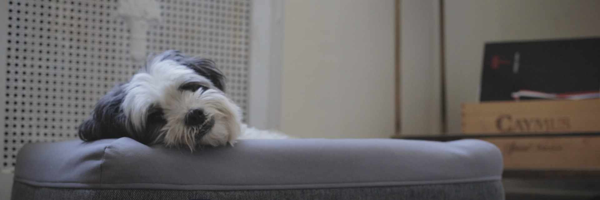 petmania-header-image