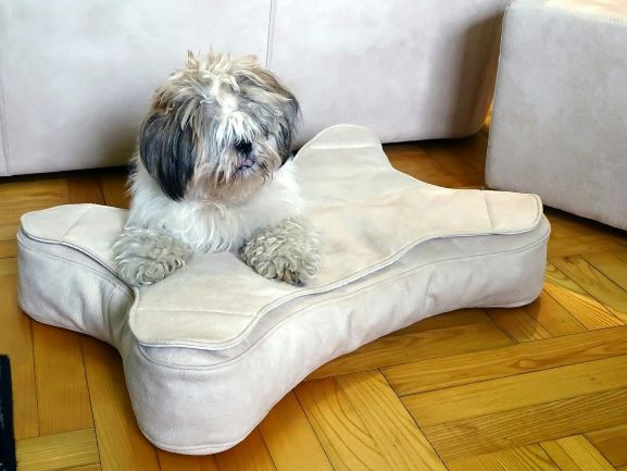 petmania-img